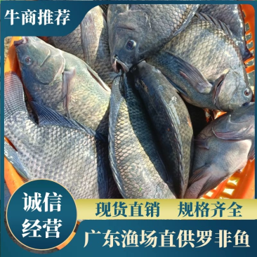 罗非鱼/广东产地直销大量供应货量充足规格齐全诚信经营
