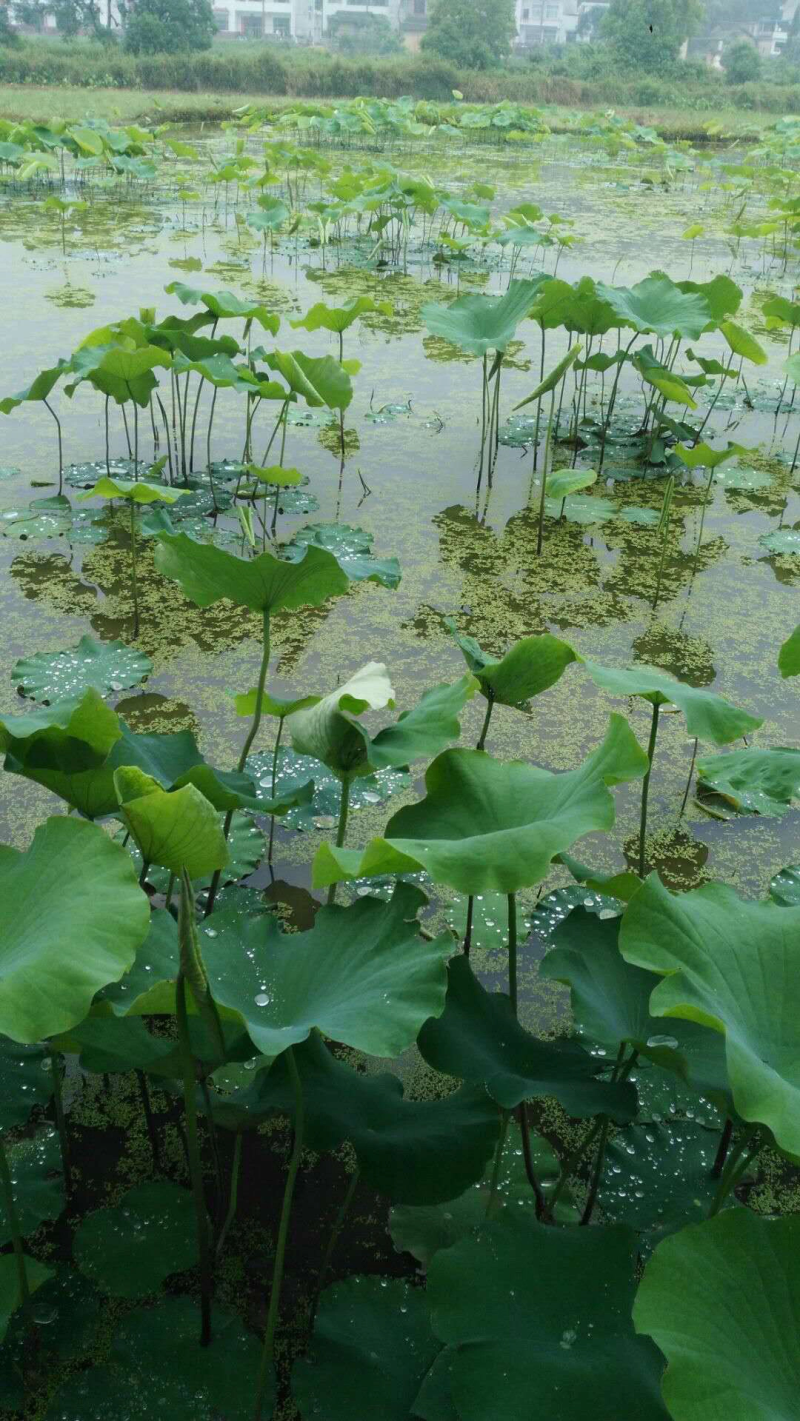 莲子藕苗种苗种子太空36号湘莲苗湖南高产荷花苗莲藕苗