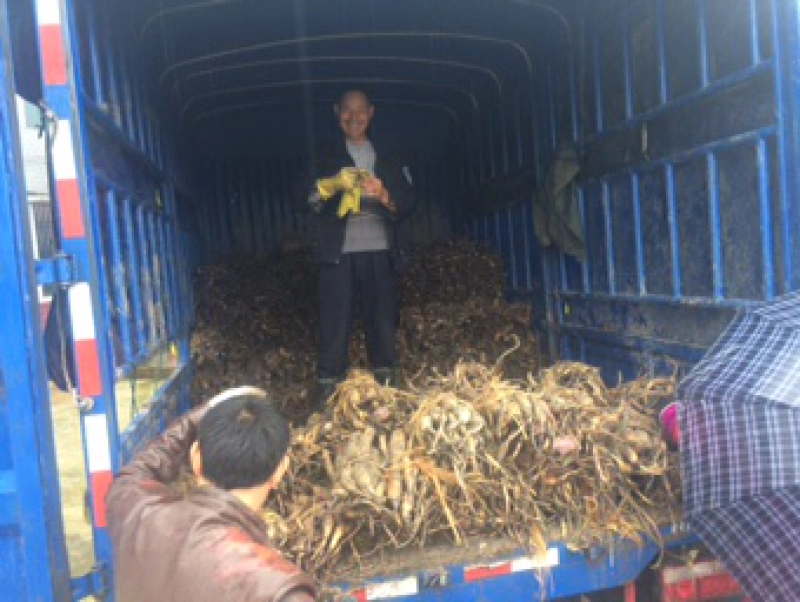 莲子藕苗种苗种子太空36号湘莲苗湖南高产荷花苗莲藕苗