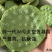 莲子藕苗种苗种子太空36号湘莲苗湖南高产荷花苗莲藕苗