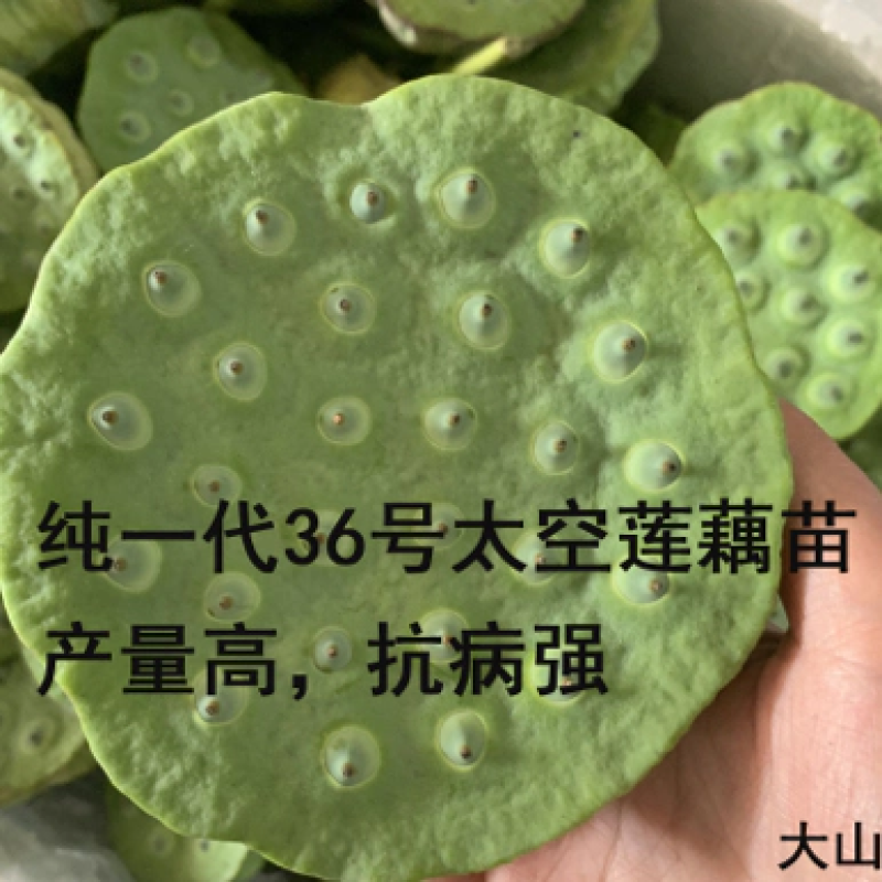 莲子藕苗种苗种子太空36号湘莲苗湖南高产荷花苗莲藕苗