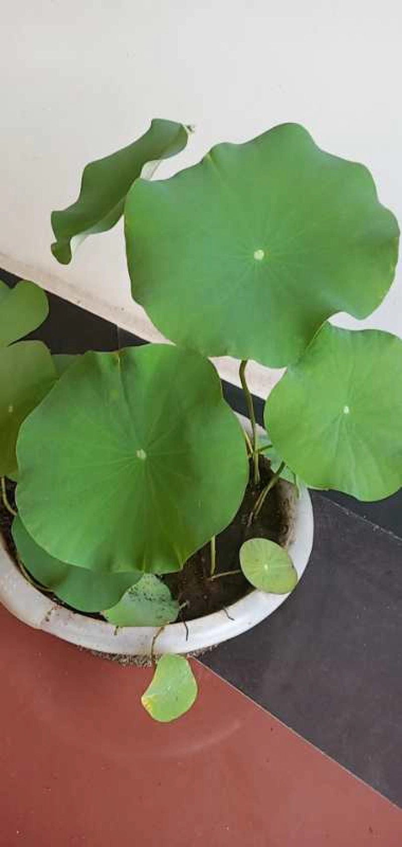 莲子藕苗种苗种子太空36号湘莲苗湖南高产荷花苗莲藕苗