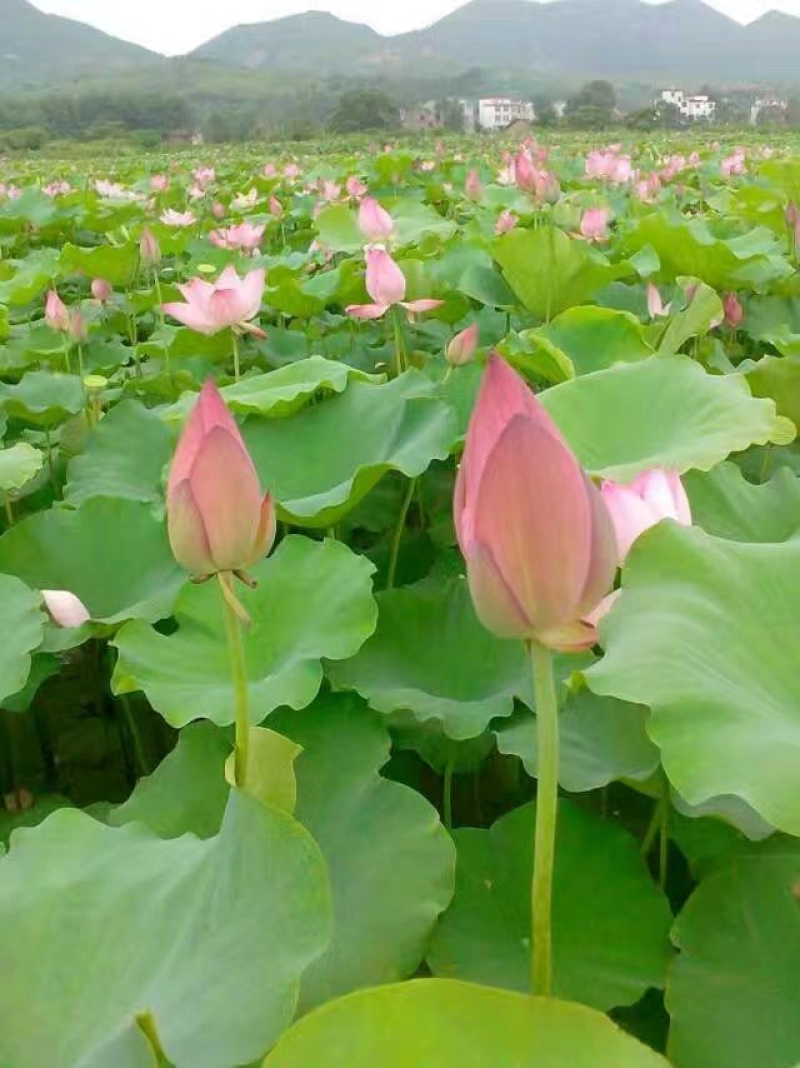 莲子藕苗种苗种子太空36号湘莲苗湖南高产荷花苗莲藕苗
