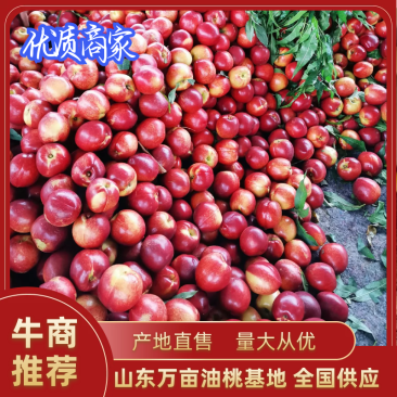【精品】山东油桃，红油桃，优质油桃，中油油桃，中油四号，