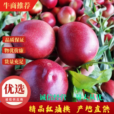 【精品】中油油桃，大棚油桃红油桃诚信经营