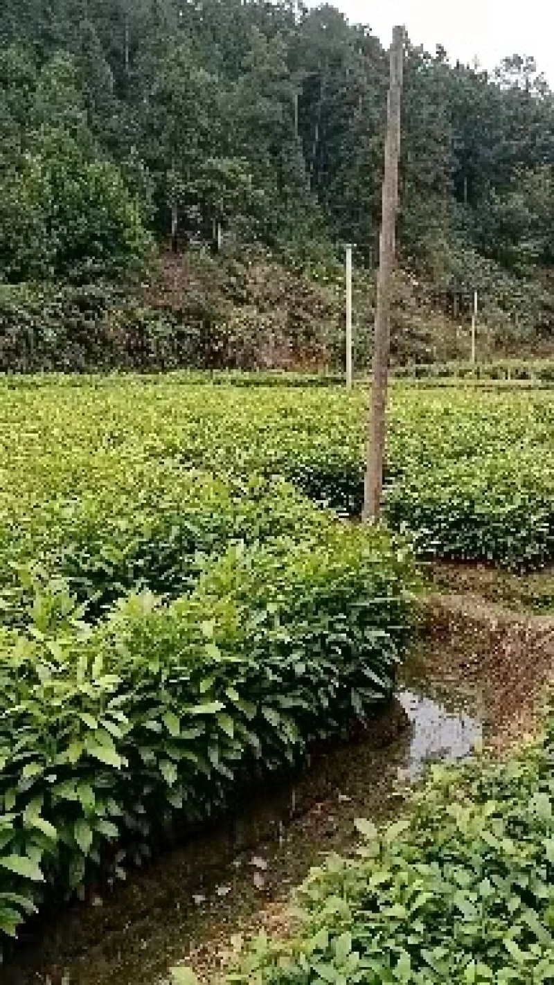 【肉桂苗】基地直销现挖现发包技术包售后根粗须多