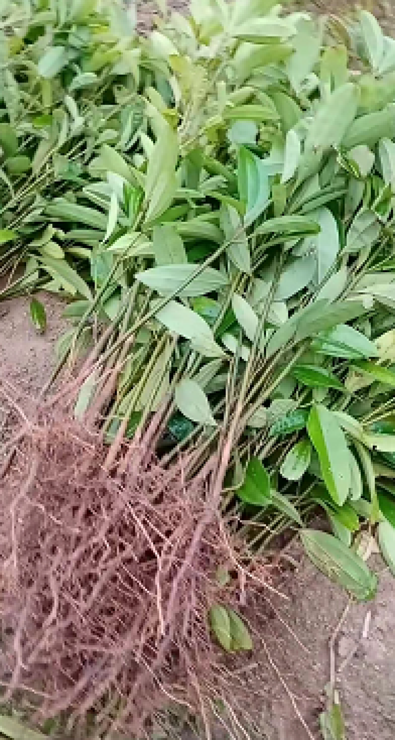 【肉桂苗】基地直销现挖现发包技术包售后根粗须多