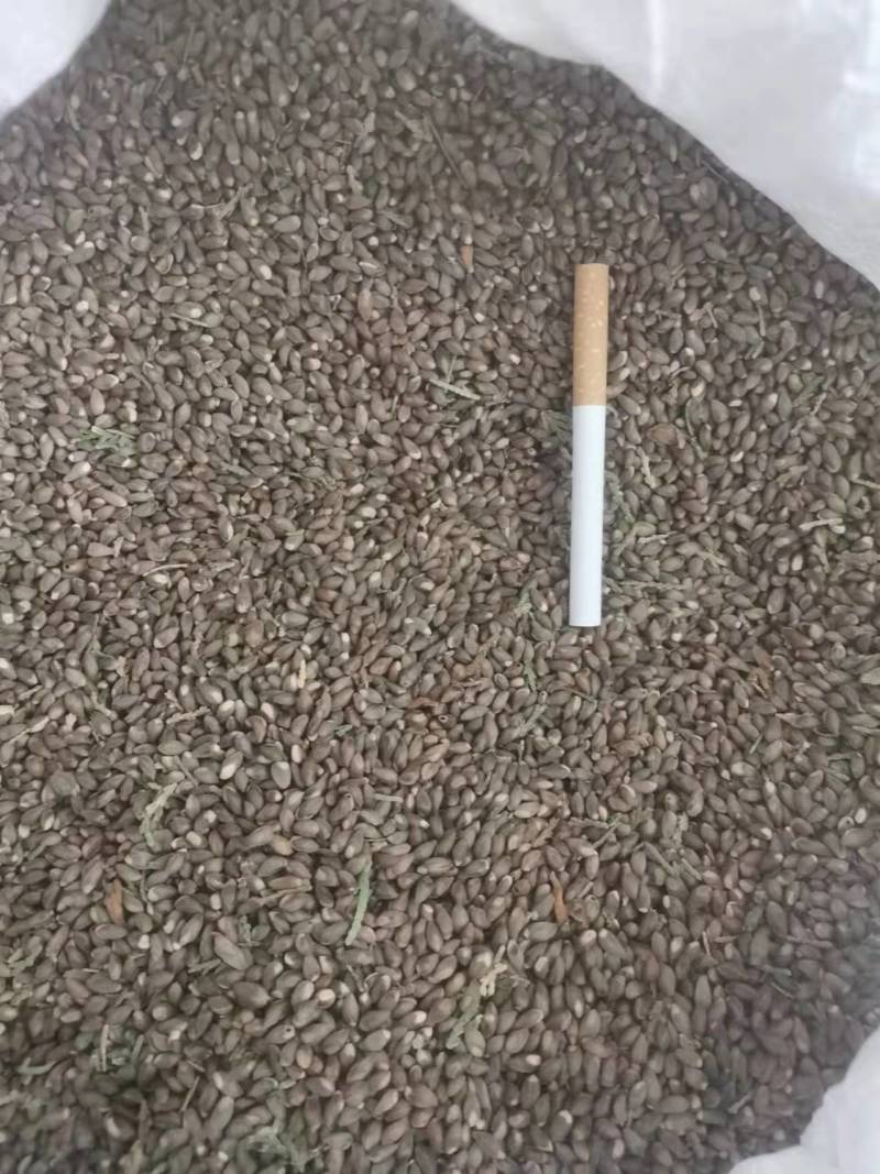 【热】柏树种子品质保证对接全国欢迎联系