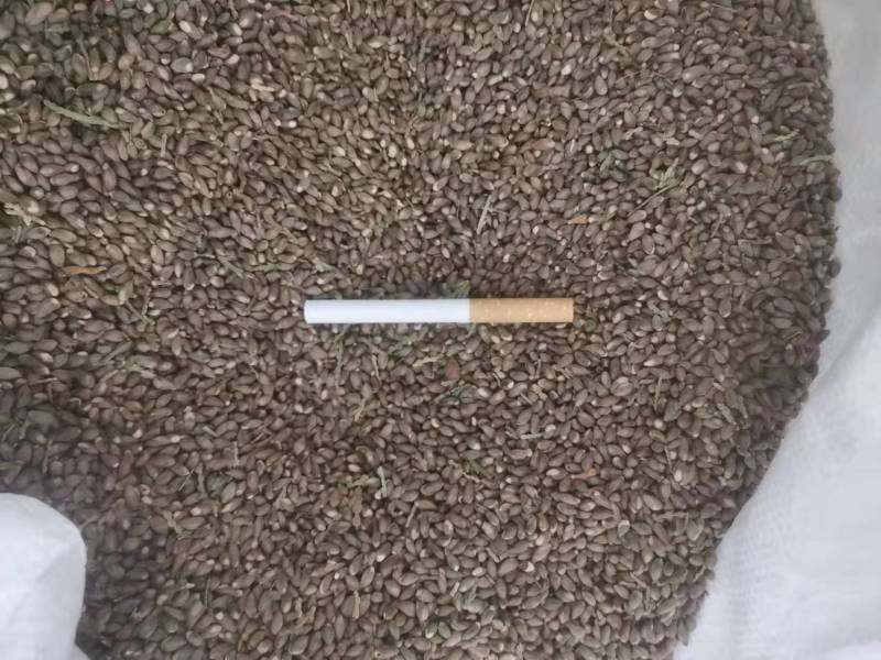 【热】柏树种子品质保证对接全国欢迎联系