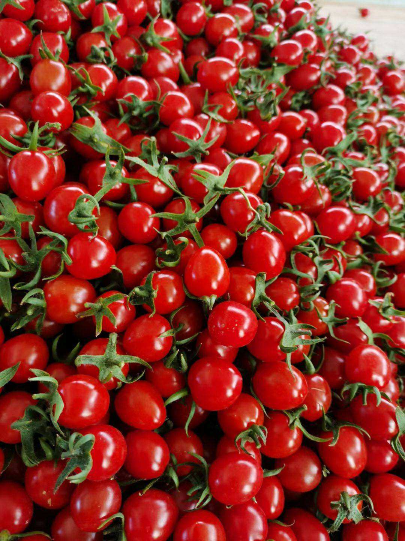 [热卖]山东济南釜山88圣女果西红柿番茄产地直发欢迎下单