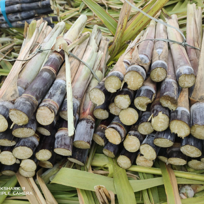 黑皮甘蔗苗种牙多易成活适合北方地区种植包技术指导
