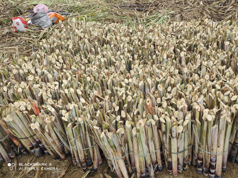 黑皮甘蔗苗种牙多易成活适合北方地区种植包技术指导