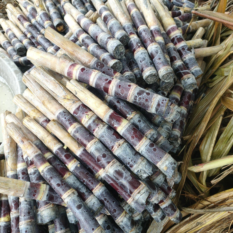 黑皮甘蔗苗种牙多易成活适合北方地区种植包技术指导