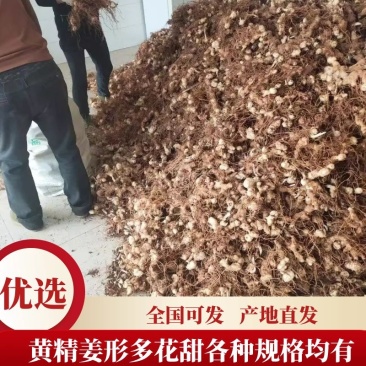 黄精四川姜形多花甜黄精各种规格均有，产量高投入少