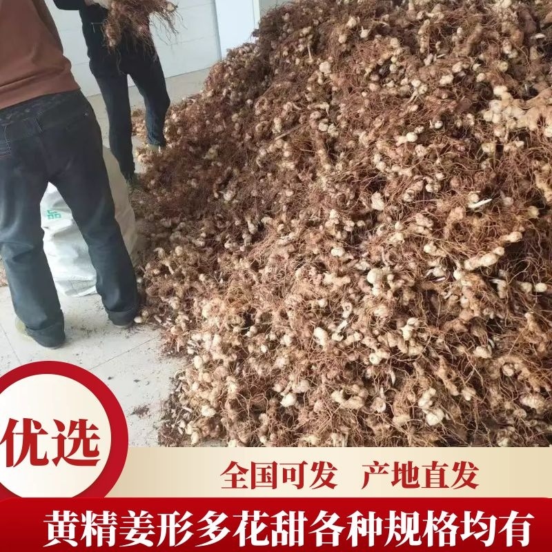 黄精四川姜形多花甜黄精各种规格均有，产量高投入少