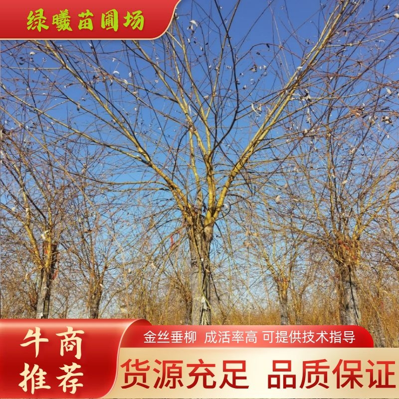 13公分金丝垂柳发往上海浦东新区河北绿曦苗圃