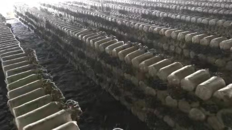 平菇菌包菌棒，供应源头厂家，划口即出，抗病抗虫优质菌棒