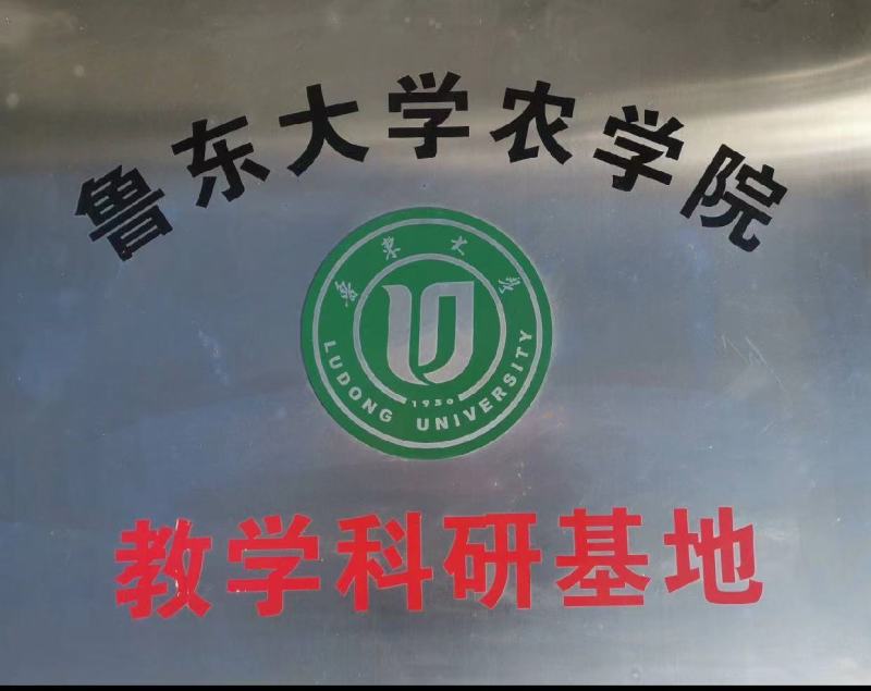 黑皮鸡枞菌包产地直供全程跟踪技术指导
