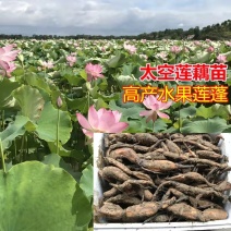 精品广昌莲藕苗莲藕太空36号白花红花蓬莲藕种苗欢迎