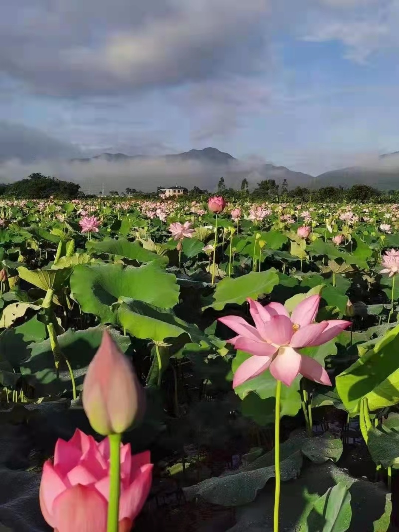 精品广昌莲藕苗莲藕太空36号白花红花蓬莲藕种苗欢迎联系