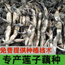 莲子藕苗种苗种子太空36号湘莲苗湖南高产荷花苗莲藕苗