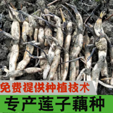 莲子藕苗种苗种子太空36号湘莲苗湖南高产荷花苗莲藕苗