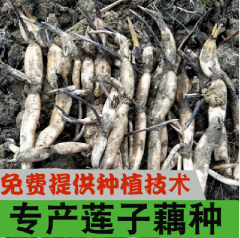 莲子藕苗种苗种子太空36号湘莲苗湖南高产荷花苗莲藕苗