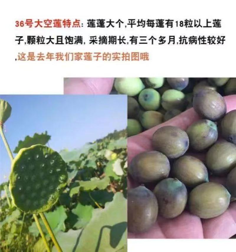 莲子藕苗种苗种子太空36号湘莲苗湖南高产荷花苗莲藕苗