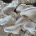 白灵菇菌包划口即出全自动工厂化生产产地直发