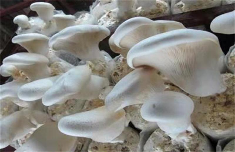 白灵菇菌包划口即出全自动工厂化生产产地直发