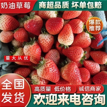 【草莓】正宗奶油草莓产地现摘现发品质保证量大从优