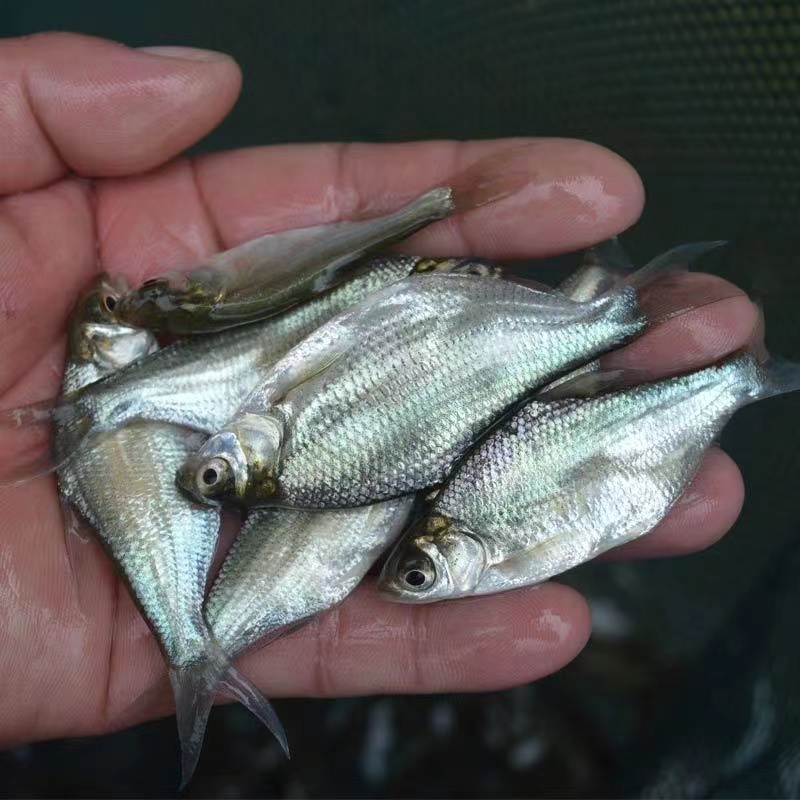 【精品推荐】鳊鱼苗武昌鱼批发基地供货量大全国批发包成活包