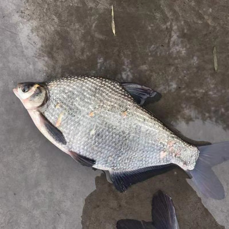 【精品推荐】鳊鱼苗武昌鱼批发基地供货量大全国批发包成活包