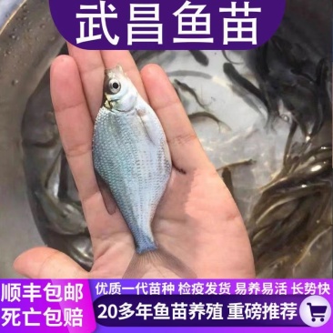 【精品推荐】鳊鱼苗武昌鱼批发基地供货量大全国批发包成活包