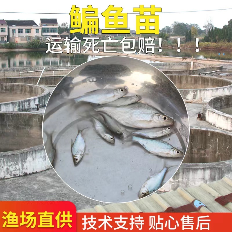 【精品推荐】鳊鱼苗武昌鱼批发基地供货量大全国批发包成活包