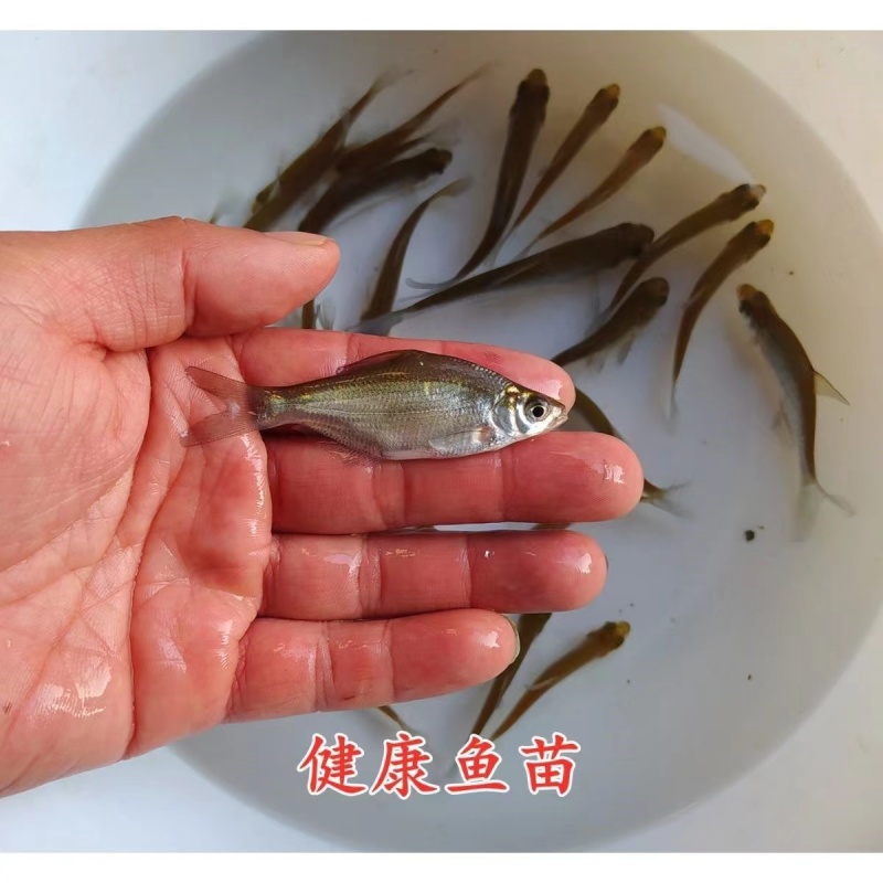 【精品推荐】鳊鱼苗武昌鱼批发基地供货量大全国批发包成活包