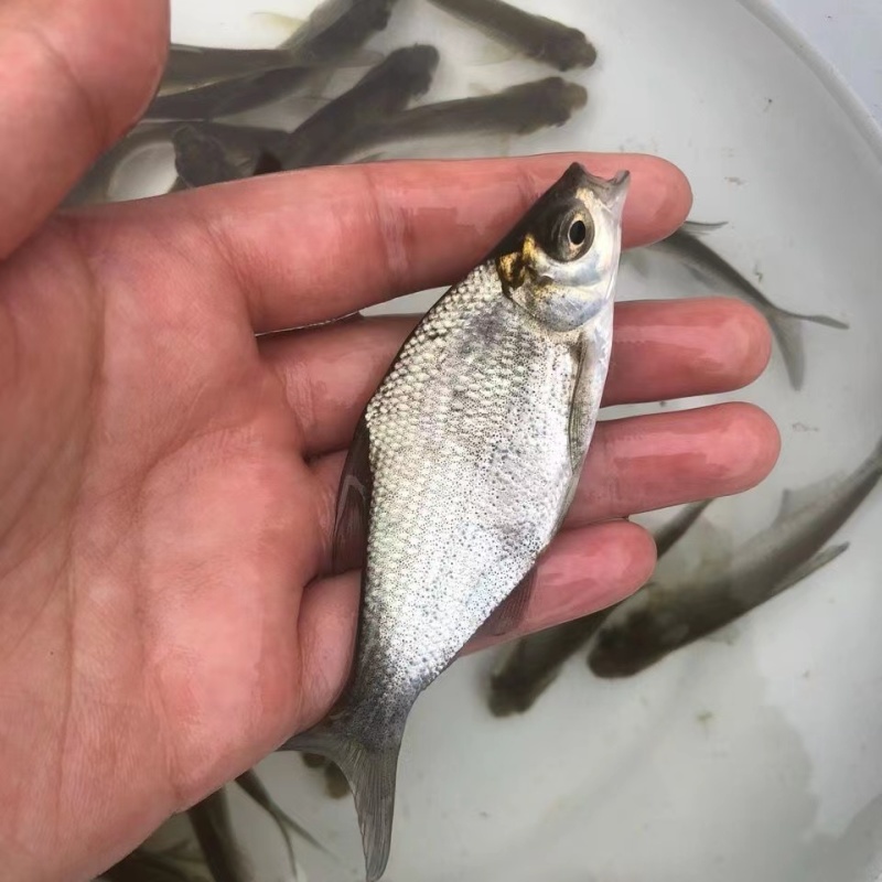 【精品推荐】鳊鱼苗武昌鱼批发基地供货量大全国批发包成活包
