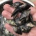 【精品推荐】鳜鱼苗桂花鱼基地直供货源全国批发包成活包指导