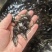【精品推荐】鳜鱼苗桂花鱼基地直供货源全国批发包成活包指导