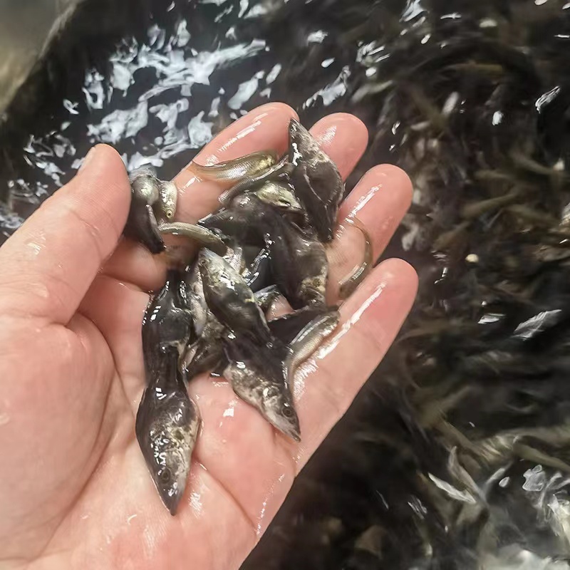 【精品推荐】鳜鱼苗桂花鱼基地直供货源全国批发包成活包指导