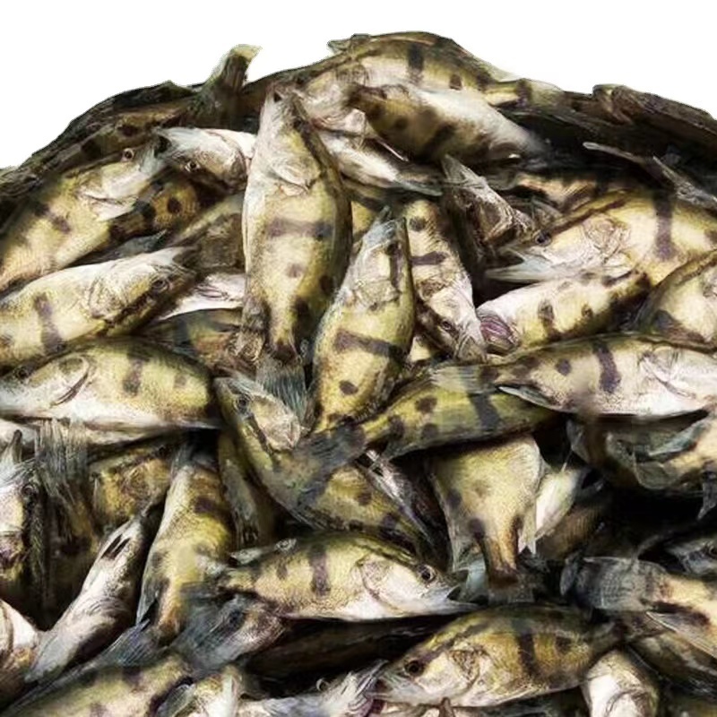 【精品推荐】鳜鱼苗桂花鱼基地直供货源全国批发包成活包指导
