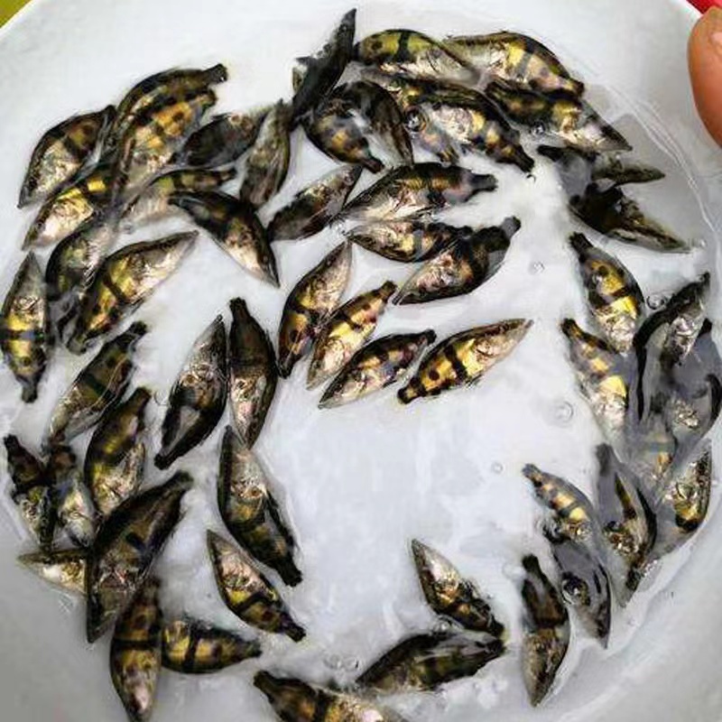 【精品推荐】鳜鱼苗桂花鱼基地直供货源全国批发包成活包指导