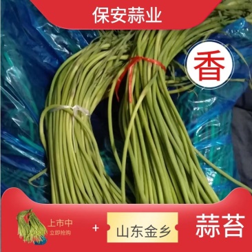 《精》山东红帽蒜薹金乡蒜苔质优价廉量大从优可视频