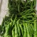 【精品】鲜辣椒龙椒螺丝椒大量上市保质保量欢迎采购