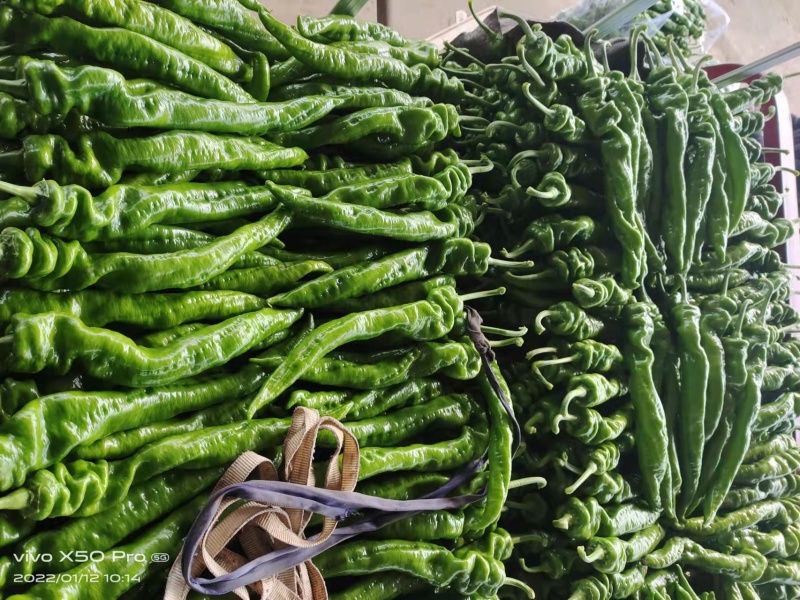 【精品】鲜辣椒龙椒螺丝椒大量上市保质保量欢迎采购