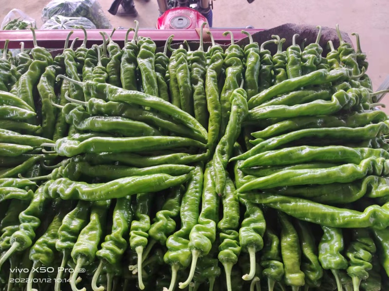 【精品】鲜辣椒龙椒螺丝椒大量上市保质保量欢迎采购