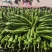 【精品】鲜辣椒龙椒螺丝椒大量上市保质保量欢迎采购