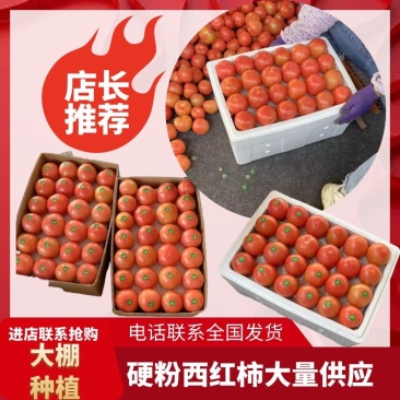 【值得购买】硬粉西红柿，米易番茄，大棚西红柿，大量上市