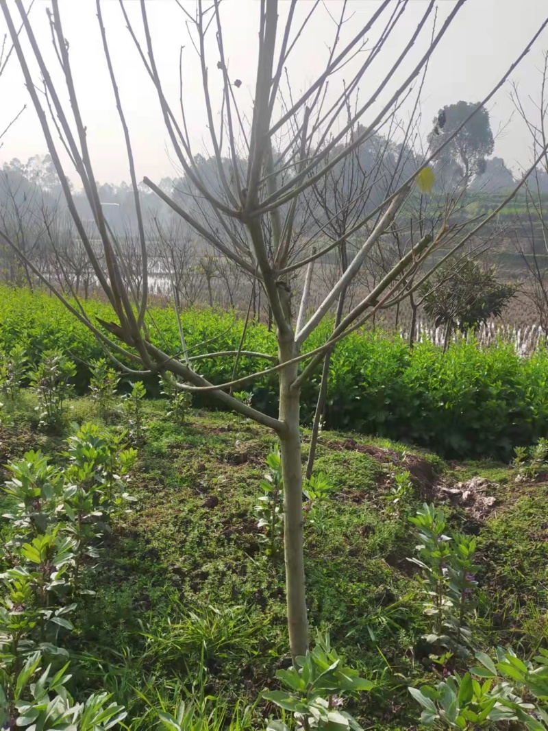 芙蓉基地直供价格实惠诚信经营品质保证欢迎来电！