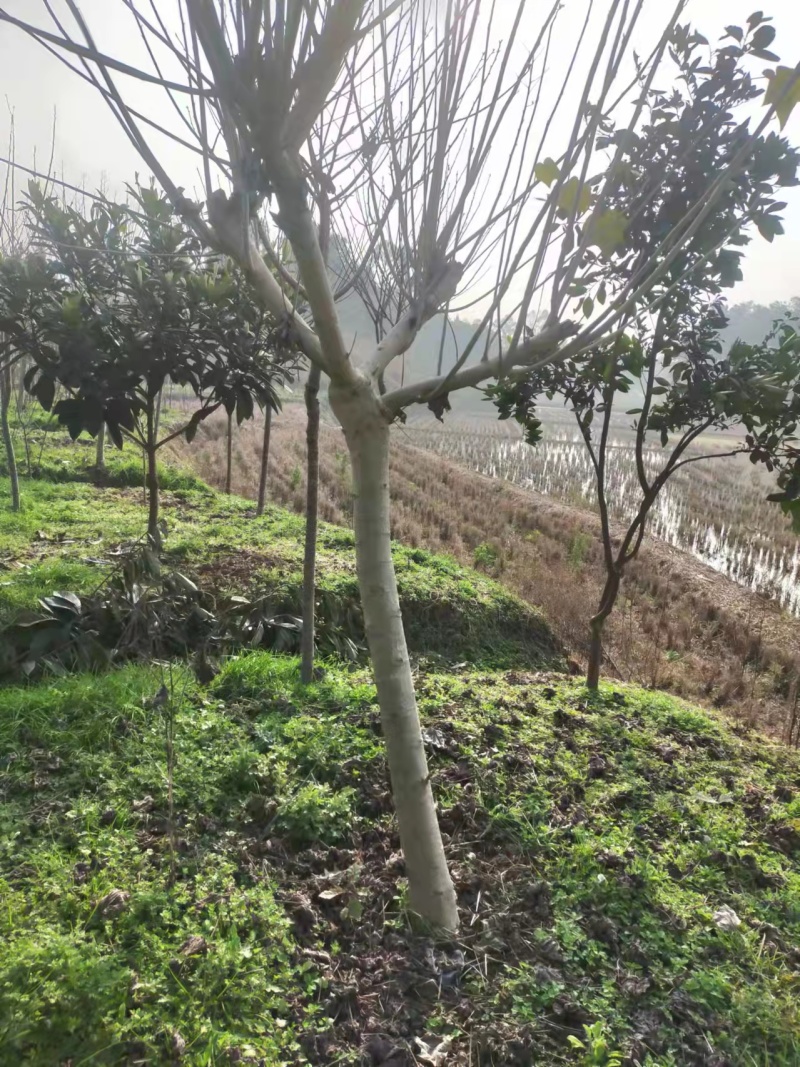 芙蓉基地直供价格实惠诚信经营品质保证欢迎来电！